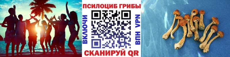 Псилоцибиновые грибы Psilocybine cubensis  где продают   Чердынь 